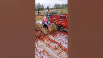 Amazing chilli harvesting techniques #satisfying #harvesting #amazing #shot