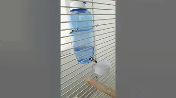 Review -Birds automatic water bottle