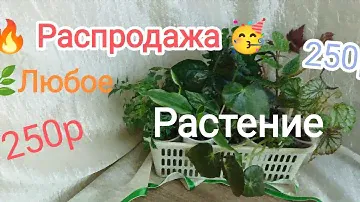 💥🪴 ПРОДАЖА домашних ЦВЕТОВ. Всё растения по 250р